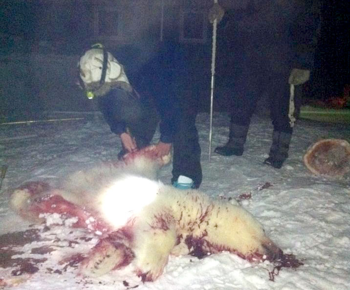 Jason Palluq of Igloolik cuts up a young polar bear shot in Igloolik earlier this month, while Richard Amarualik watches. “I woke up when I heard my father shouting ‘Nanualuk!’” through a window” said Jenna Amarualik, who took this picture. The cub, which became aggressive, had been prowling around in the middle of the night, stealing frozen seal meat. (PHOTO BY JENNA AMARUALIK)