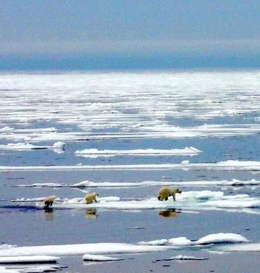 A female polar bear races across the sea ice, followed by her two cubs — a WWF project aims to find out more about polar bear denning in the Foxe Basin. (PHOTO BY JANE GEORGE)