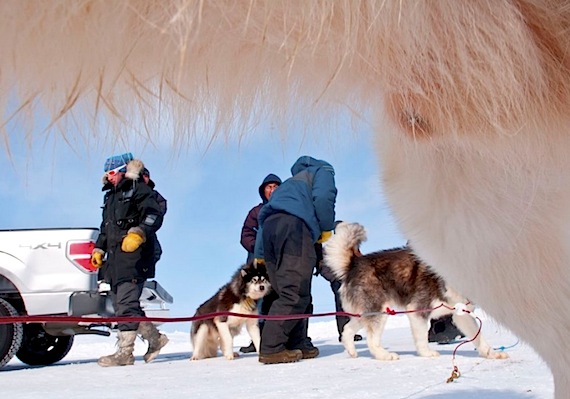 The mushers of one of the 15 teams participating in the 12th edition of Nunavik’s dog team race prepares for the race's March 18 departure from Kuujjuaraapik on the Hudson Bay coast. The teams and their 180 dogs have now left Kuujjuaraapik on a 632-kilometre journey, which will lead them by the communities of Umiujaq and Inukjuak. The race ends in Puvirnituq. For daily updates, you can go to the Ivakkak website at www.ivakkak.com. Read more later about the race on Nunatsiaqonline.ca. (PHOTO BY PIERRE DUNNIGAN/ COURTESY OF MAKIVVIK CORP.)