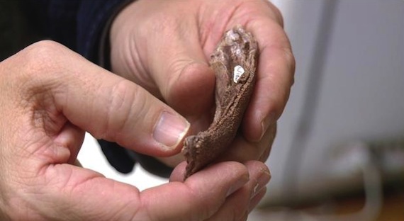 Dr. Ted Daeschler holds a lower jaw fossil of Holoptychius bergmanni, a new Devonian fish species he and colleagues discovered in Nunavut. (HANDOUT PHOTO)