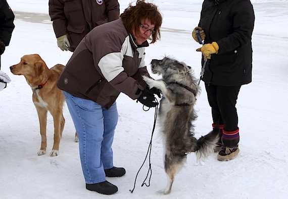 Denise LeBleu of Cambridge Bay greets a dog April 20 in Cambridge Bay where she held a nail-clipping clinic and offered 20 paro virus vaccinations to local dogs. LeBleu also visits schools where she helps kids learn how to act around dogs — and stay safe. (PHOTO BY RED SUN PRODUCTIONS)