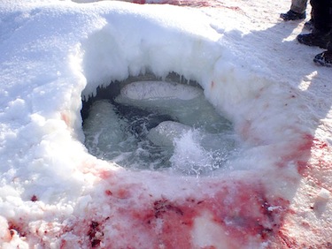 This photo shows some of the 70 belugas which were trapped in the ice near Sanikiluaq this past February. (FILE PHOTO)