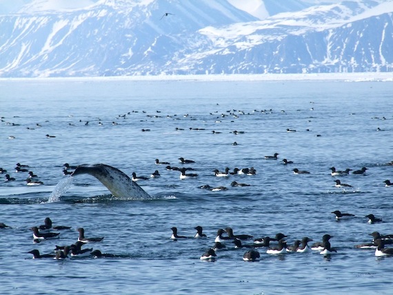 This photo of the narwhal by floe edge taken by Jeeteeta Merkosak of Pond Inlet has won Nunavut Tunngavik Inc.'s photo-of-the-month award for April. The monthly NTI-sponsored contest is open to beneficiaries of the Nunavut Land Claims Agreement. To enter, go to bit.ly/13eh5ET. (PHOTO COURTESY OF NTI)