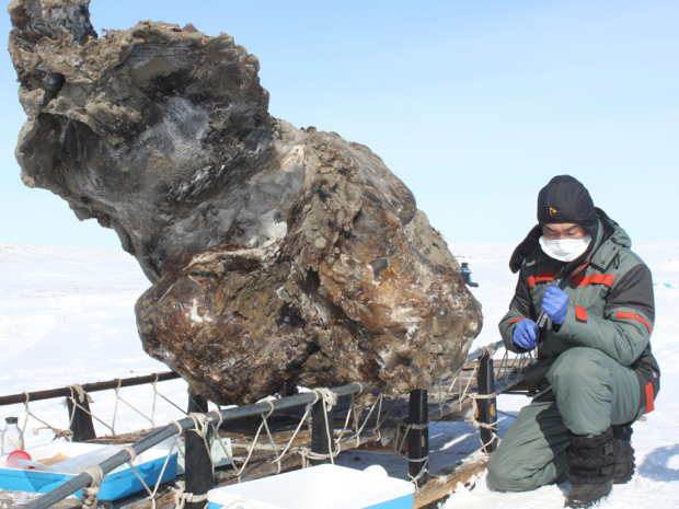 A Russian researcher Northeastern Federal University in Yakutsk works May 13 near a frozen carcass of a female mammoth, found on Lyakhovsky Island off Russia's Arctic coast. The Russian scientists say they discovered blood in the carcass of the mammoth, thought to have died and then frozen 10,000 to 15,000 years ago, and that this blood might enable them to clone mammoths. “The blood is very dark, it was found in ice cavities below the belly and when we broke these cavities with a poll pick, the blood came running out,