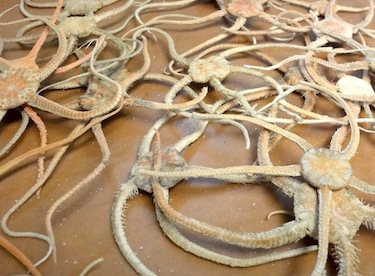 These deep-sea starfish, which scientists on board the Amundsen research icebreaker pulled up from the bottom of the Arctic Ocean, are among the marine life that could be impacted by change's the chemistry of the ocean. (PHOTO BY JANE GEORGE)