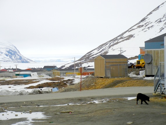 A loose dog sniffs around a house in Kangiqsujuaq. With concern mounting in Nunavik over how to manage the region's dog population, members of the Kativik Regional Government council discussed plans to start a community-based project that would look at dog-related issues such as rabies. Read more on Nunatsiaqonline.ca. (PHOTO BY JANE GEORGE)
