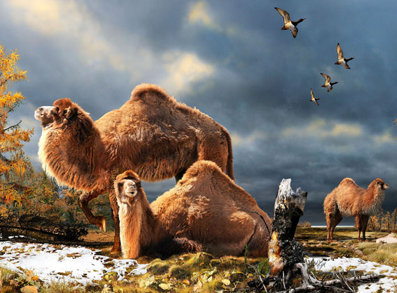 When this giant camel roamed the High Arctic about three and a half million years ago, a boreal forest covered what is now Ellesmere Island and the concentration of carbon dioxide, a potent climate-warming greenhouse gas, was about 400 parts per million. On May 9, the U.S.  National Oceanic and Atmospheric Administration announced similarly high concentrations of carbon dioxide were recorded at its tropical observatory — a sign that the planet's climate is on its way to warming significantly. Read more on Nunatsiaqonline.ca. (FILE IMAGE)
