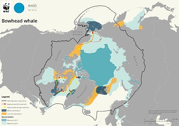 This map developed by WWF shows the location of bowhead in the Arctic. (IMAGE COURTESY OF WWF)