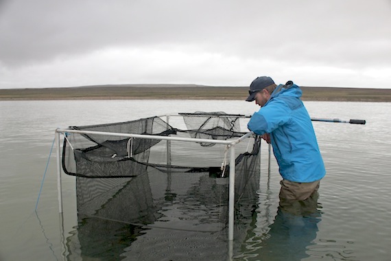 Les Harris of Fisheries and Oceans Canada returns Arctic char to the water in Ekalluk River, northwest of Cambridge Bay, after researchers implanted the fish with acoustic receivers. (PHOTO COURTESY OF JEAN-SÉBASTIEN MOORE)