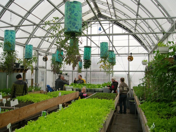 Visitors tour Iqaluit's greenhouse on August 3 when the Iqaluit Community Greenhouse Society marked the height of the growing season with an open house and fundraiser. Society members recently harvested their third crop of the summer, including lettuce, snow peas, beets and basil.