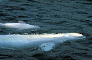 The beluga hunting season in Nunavik's Hudson Strait opened Sept. 1. (FILE PHOTO)