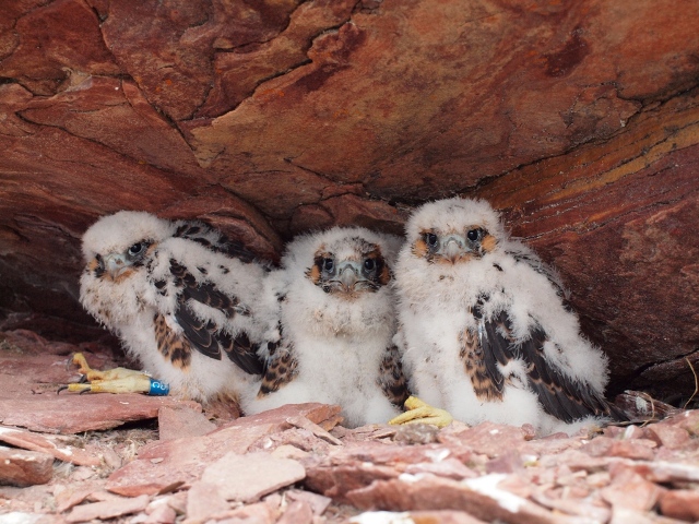 These 25-day-old peregrine falcons were photographed outside of Igloolik. (PHOTO COURTESY OF THE UNIVERSITY OF ALBERTA) 