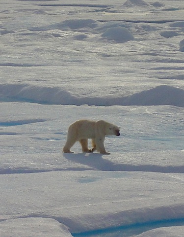 A University of Saskatchewan researcher says media coverage of a 2013 campaign to prohibit the polar bear trade demonized hunting of the animal, rather than portray it as a regulated, sustainable activity. (FILE PHOTO) 
