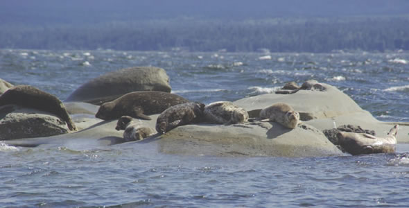New research suggests that warming Arctic waters could change the mating habits of seals and other pinniped species who live in the North. (PHOTO COURTESY OF DFO)