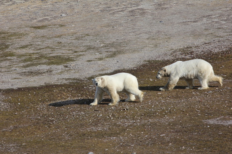 Two adult males roam about on Rowley Island, in the Foxe Basin. (PHOTO COURTESY OF SETH STAPLETON)