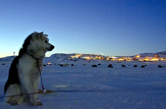 A sled dog looks out over the illuminated community of Kangirsuk March 14. Ivakkak mushers and their dog teams are taking a 48-hour break in Kangirsuk before their teams start moving again March 16, when they'll head towards Aupaluk. Mushers are expected to begin arriving at the finish line in Tasiujaq March 17. Check out the Ivakkak stats at www.ivakkak.com. (PHOTO BY PIERRE DUNNIGAN/MAKIVIK) 