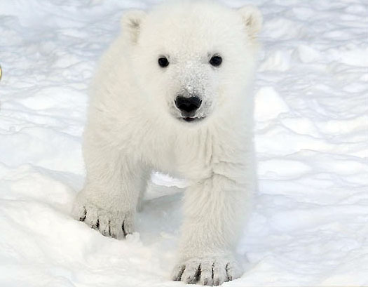 The Toronto Zoo's baby polar bear cub is now called Humphrey Piujuq, Inuktitut for good and nice. (PHOTO COURTESY OF THE TORONTO ZOO)