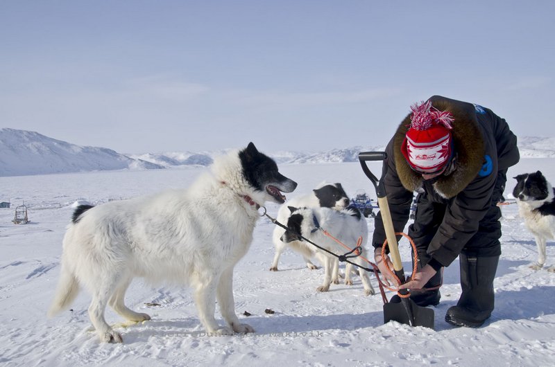 A racer tends to his dog team tied up along Wakeham Bay ahead of the start of the 2014 edition of Ivakkak, which set off from Kangiqsujuaq March 10. (PHOTO BY PIERRE DUNNIGAN/MAKIVIK)