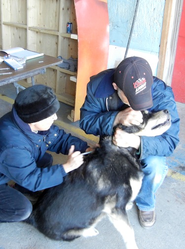 Dr. Michelle Dionne, a veterinarian with Quebec’s department of agriculture, fisheries and foos, vaccinates a god in Kuujjuaq last year. Dionne will be back in Nunavik early June to host a round of vaccination clinics along the Ungava coast. (FILE PHOTO) 