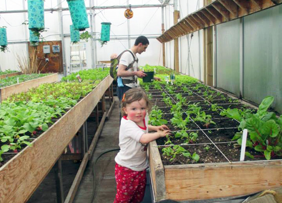 Élise Chambers, one of the youngest member of the Iqaluit Community Greenhouse Society, helps weed one of the plant beds in the community greenhouse, while dad Brad Chambers and little Alex Chambers work in the background. Members have also been picking radishes - one of the greenhouse's first harvests of the season. (PHOTO COURTESY OF ICGS)
