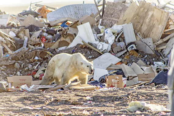 This gaunt polar bear wandered into Arviat's landfill July 13 looking for something to eat. (PHOTO  BY PAUL ANINGAT) 