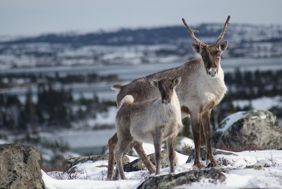 The poor survival of adults and the birth of fewer calves show Nunavik's Leaf Bay herd is in a