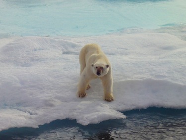 Governments, Inuit organizations and hunters in both Nunavut and Nunavik say they have reached a new agreement on how to manage the Southern Hudson Bay polar bear subpopulation. But they don' say what the new quota is. (FILE PHOTO) 