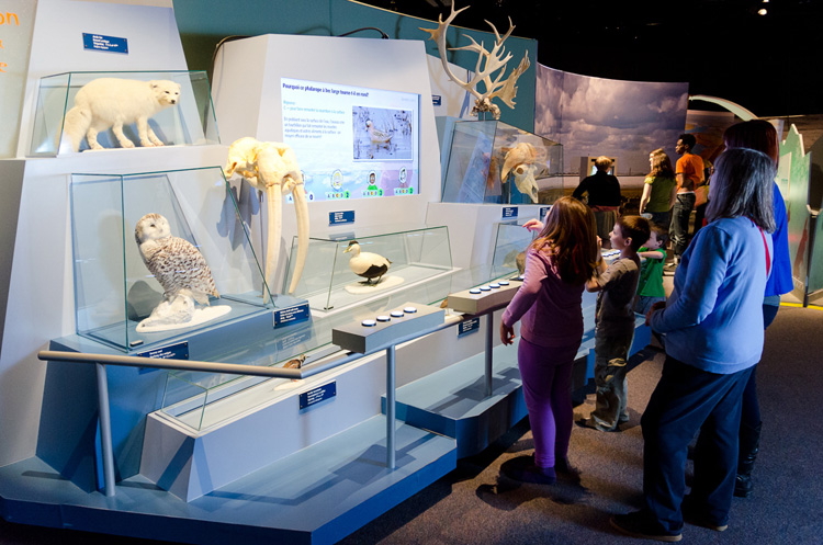 Visitors to the Canadian Museum of Nature's Arctic Voices exhibit will be able to test their knowledge of Arctic animal behaviour in this friendly, competitive quiz game where you need to be quick on the buzzer. This photo shows a family doing just that at the opening of the travelling exhibit in Sudbury's Science North. (PHOTO COURTESY CANADIAN MUSEUM OF NATURE)