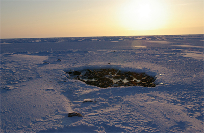 Eider ducks gather around a hole in the sea ice on Hudson Bay, where they dive in to harvest sea urchins. (ARCTIC EIDER SOCIETY PHOTO)
