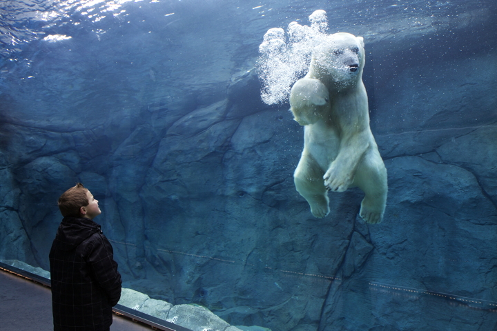 A young visitor to the Assiniboine Park Zoo in Winnipeg can barely contain his awe, standing in a tunnel of glass and watching a polar bear swimming under water. Known as Nunavut's most fierce land predator, polar bears are also excellent swimmers. According to Canadian Geographic, they use their powerful front paws as oars and allow their rear paws to trail behind to act as rudders. They have been known to swim up to 10 kms per hour and for more than 90 kms without a rest. (PHOTO BY CLARE KINES)