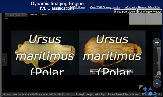 The online database of the Virtual Zooarchaeology of the Arctic Project allows researchers to look at the vertebrates of different Arctic animals.