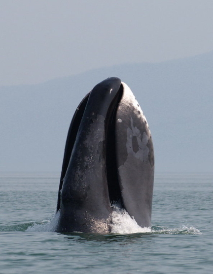 A bowhead whale breaches in the Sea of Okhotsk, off Russia's eastern coast. Ottawa is considering designating this population's cousins off Nunavut's east coast as a species of