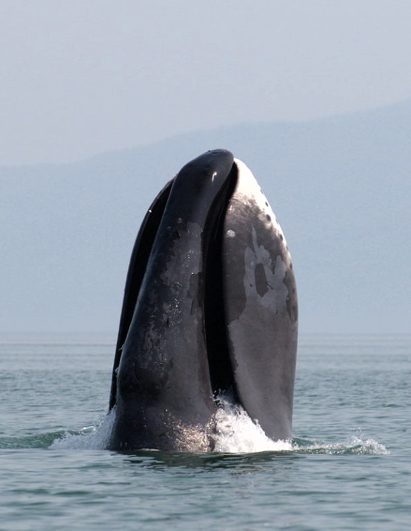 A bowhead whale breaches in the Sea of Okhotsk, off Russia's eastern coast. Scientists are studying the whale's genes in search of clues to a long, healthy life for humans. (WIKIMEDIA COMMONS PHOTO, OLGA SHPAK)