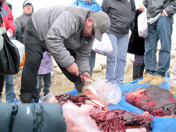 An Iqaluit hunter skins and butchers a seal at the community's Celebration of the Seal event in 2013. (FILE PHOTO)