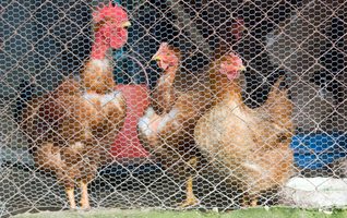 Kuujjuaq's first egg production facility will open this summer with the delivery of 115 chickens. (EHOW.COM IMAGE)