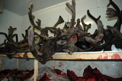 The community freezer in Kangiqsujuaq, stocked with country foods, one of the many services offered through the Hunter Support program. (PHOTO BY SARAH ROGERS)
