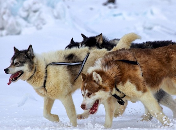 Inuit sled dogs can trace their ancestry back to a wolf which lived in Siberia 35,000 years ago, a new study says. (PHOTO BY CLARE KINES)