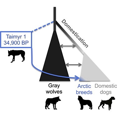 Here you can see how Arctic breeds split from the Taimyr wolf about 35,000 years ago in this graph from the study called
