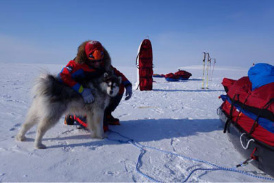 Kimnik, the Resolute Bay dog that accompanied two Dutch researchers on a trek near Bathurst Island, was rescued alive over the weekend. The two researchers, Marc Cornelissen and Philip de Roo, are presumed to have drowned. (PHOTO COURTESY OF COLD FACTS)