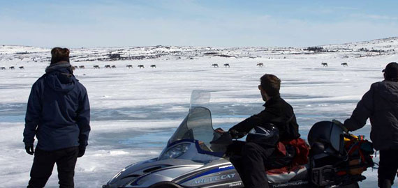 Visitors to Arctic Haven lodge in the Kivalliq watch caribou pass by Ennadai Lake earlier this year. Under Nunavut’s new wildlife act, a wildlife observation license will cost visitors $25. (FILE PHOTO)