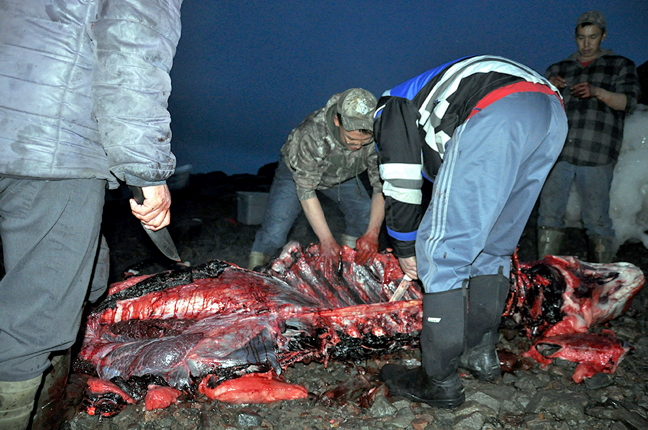 Jimmy Nowdlak, centre, in camoflage jacket, pries open the rib cage of a beluga he and three friends successfully harvested on Frobisher Bay in the early morning of July 17. Nowdlak, along with Keith Oqallak, Andrew Ell and Jaypetee Peter, harpooned and then shot the mammal, before pulling it ashore to carve up. Nowdlak told Nunatsiaq News the whale charged their boat — mouth open, teeth bared — before they were able to make their kill. He said the meat and maktaaq would be shared with family, friends and elders. (PHOTO BY THOMAS ROHNER)