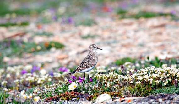 A white-rumped sandpiper tries to lure a photographer away from her nest July 17 near the gravel pit in Cambridge Bay. This small shore bird has one of the longest migration routes of any American bird. It breeds in the Arctic then winters at the southern tip of South America, with some birds going even further, says audubon.org, to islands near the Antarctic Peninsula. The entire trip takes about a month to complete. (PHOTO BY DENISE LEBLEU IMAGES)