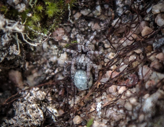 A mother's instinct is the same, whether she has two legs, four legs, or eight. This wolf spider, photographed near Clyde River on July 11, may look scary but she was only about the size of a dime. After mating, the female wolf spider lays a dozen or more eggs then wraps them in silk to form a protective sac. According to livescience.com, the sac remains attached to her spinnerets — the body parts where she forms her silk — until the eggs are ready to hatch. But this one might have dropped hers, says McGill University Prof. Chris Buddle, because it looks like she's carrying it in her mouth. When the spiderlings come out, they climb on her back and she carries them around for days until they are ready to venture out onto the tundra themselves. (PHOTO BY NIORE IQALUKJUAK)