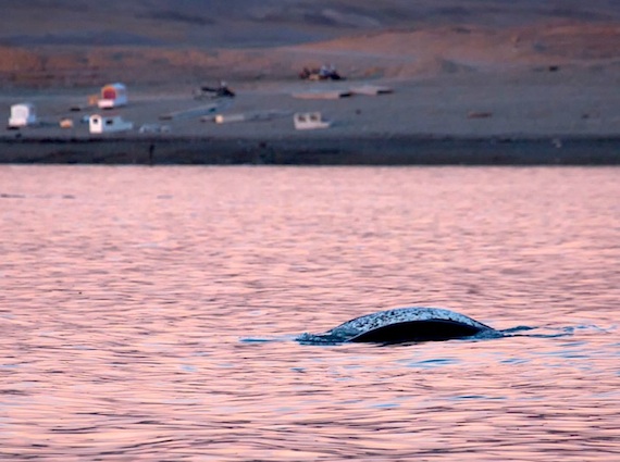 As the evening sky turns the water a pinky-purple colour, a narwhal swims by cabins near Arctic Bay, in this photo taken by Arctic Bay photographer and Nunatsiaq News contributor, Clare Kines, who says he took hundreds of photos of the narwhal pod that night. (PHOTO BY CLARE KINES)
