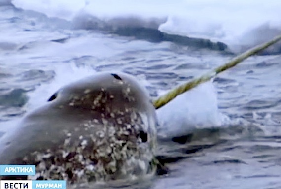 This screen grab from the television network in Murmansk, Russia shows a narwhal spotted during the four-month Russian North Pole-2015 expedition, which took place on an ice floe near the North Pole. Zoologist Vladimir Tushkevitch has said the narwhal-sighting was a
