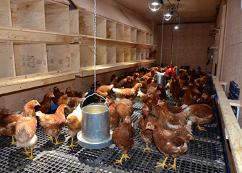 In Kuujjuaq, hens live in a converted and heated shipping container, where the group lays about 100 eggs each day. (FILE PHOTO) 