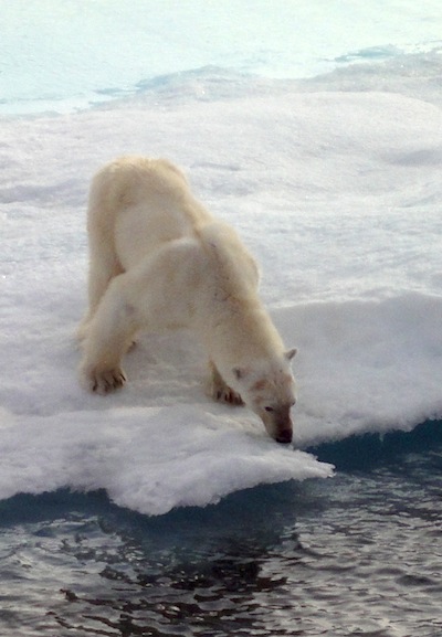 A new Circumpolar Action Plan on polar bears, like this one in Baffin Bay, aims to manage and protect polar bears by supporting international actions. (PHOTO BY JANE GEORGE)