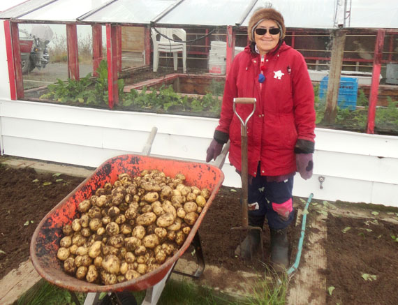 Growing spuds north of the Arctic Circle: Helen Whittaker of Kugluktuk with a wheelbarrow full of potatoes that she and her husband, Larry Whittaker, harvested from their garden Sept. 12. (PHOTO COURTESY OF LARRY WHITTAKER)