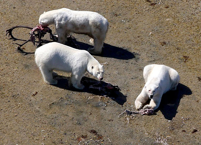 Three adult male polar bears feed on the remains of a bull caribou on Keyask Island on the Cape Churchill Peninsula on Aug. 8, 2012. (PHOTO BY R.F. ROCKWELL) 