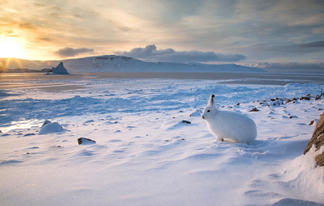 Good hare day: an Arctic hare surveys the windswept expanse Oct. 24 across the bay from the community of Arctic Bay at the top of Baffin Island. The iceberg on the left side of this image will prove a popular destination for those wanting iceberg tea through the winter. It drifted into Admiralty Inlet a few weeks ago after travelling down Adam's Sound and then getting grounded near Uluksa Point. It will likely get frozen in now and provide locals with the best tasting drinking water until spring. (PHOTO BY CLARE KINES)